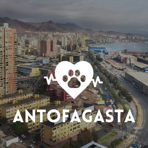 veterinaria en Antofagasta