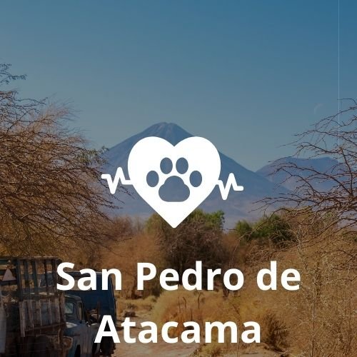 Veterinario en San Pedro de Atacama