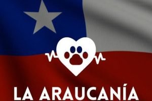 Veterinaria 24 horas en la Región de La Araucanía