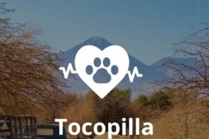 Veterinaria 24 horas en Tocopilla